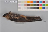 藏品(赤腰燕)的圖片